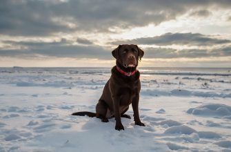 Labrador Retriever Names