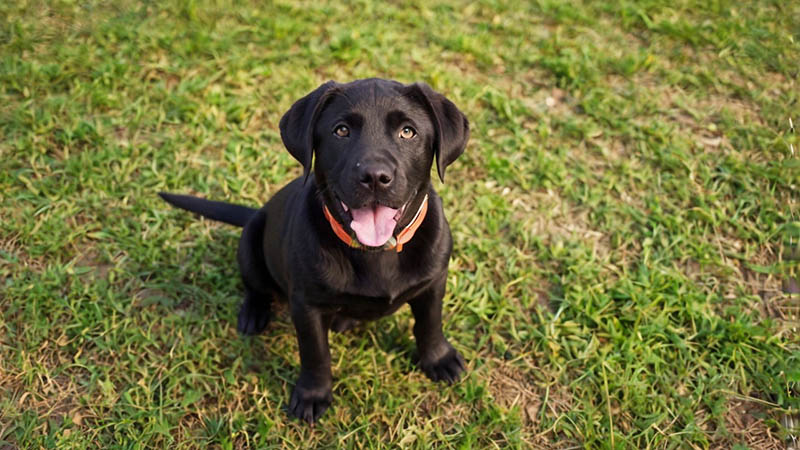 Labrador Retriever choco