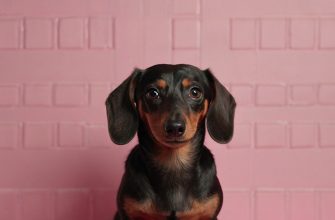 Dachshund portait