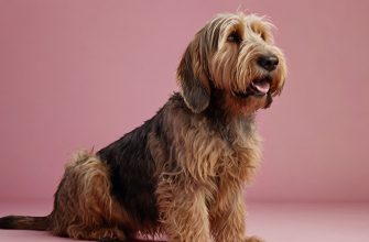 Otterhound sits