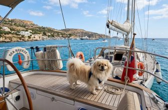 A Pekingese stands on the deck of a yacht. Especially for the article 