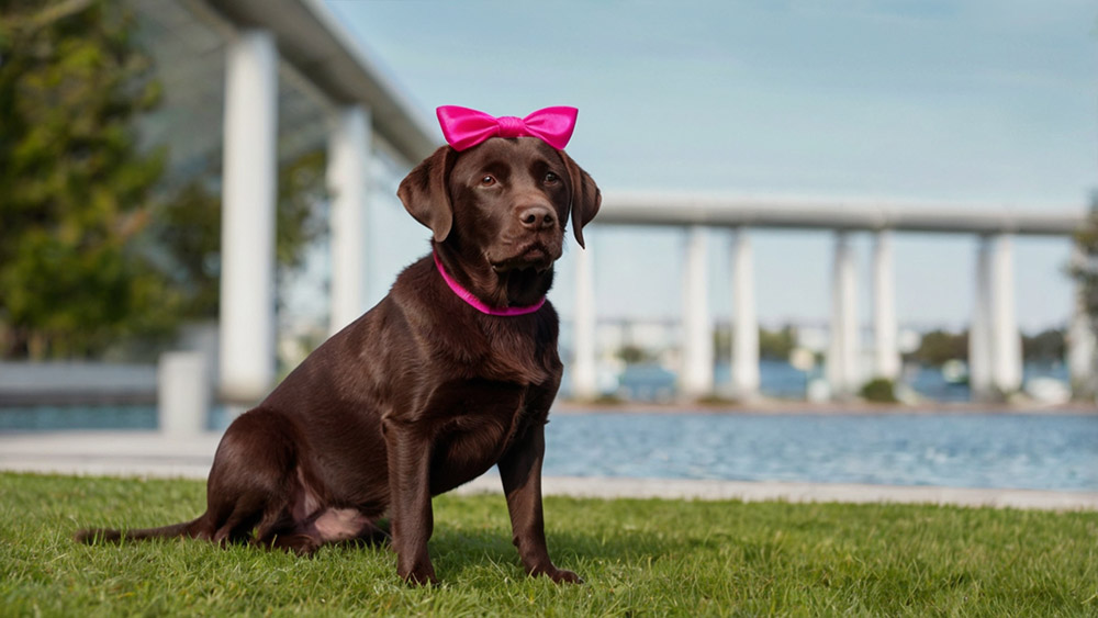 Chocolate Labrador with a pink headband