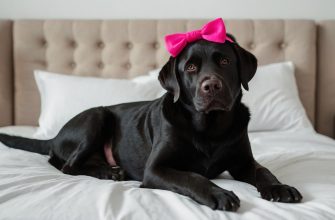 Female Labrador Retriever Names