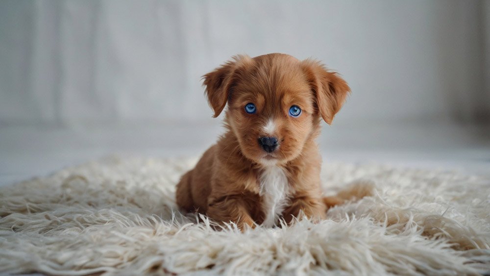 red-haired puppy with blue eyes - A red-haired puppy with blue eyes - especially for the article