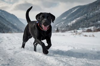 Black labrador names