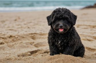 Black Maltipoo Names
