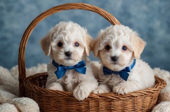 male puppy maltipoo names