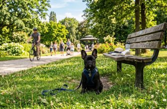 black male french bulldog sitting on the grass in the park
