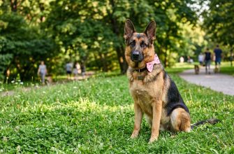 female german sheperd