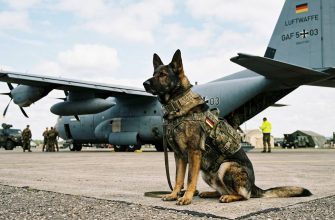 military german shepherd names