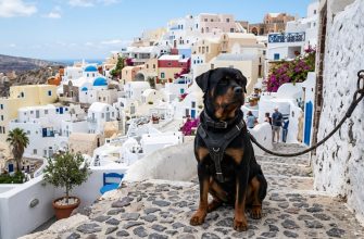 rottweiler dog in greece