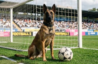 A Malinois sits on a soccer field with a ball.