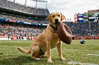 Labrador on the football field